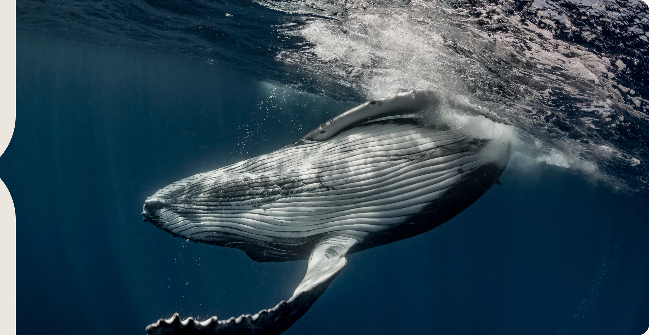 A humpback whale rising through open water